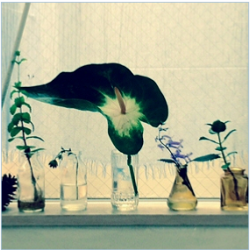 Anastasia Tokyo - Custom Flower Arrangements